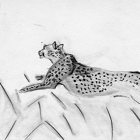 Guépard