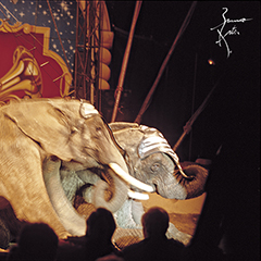 Le Bal des Éléphants | Photo couleur 1999
